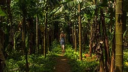 book spice plantations in goa, hire a car to visit day trips to spice plantations